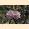 DSC_0669a.jpg 2.7K