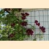 DSC_2995a.jpg 3.2K