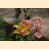 DSC_3547a.jpg 2.4K