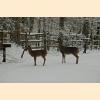 DSC_0237a.jpg 2.5K