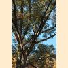 DSC_7743a.jpg 3.7K
