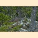 DSC_0377a.jpg 3.1K