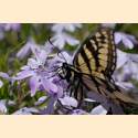 DSC_2487a.jpg 3.7K