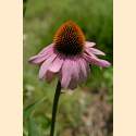 DSC_4895a.jpg 2.8K