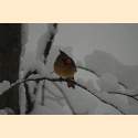 DSC_9704a.jpg 2.3K