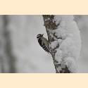 DSC_9706a.jpg 2.2K