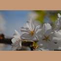 DSC_5077a.jpg 2.4K