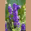 DSC_6824a.jpg 3.6K