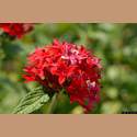 DSC_6826a.jpg 3.1K