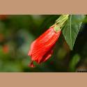 DSC_6843a.jpg 2.6K