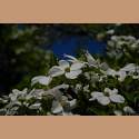 DSC_7041a.jpg 3.2K