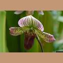 DSC_9176a.jpg 2.9K