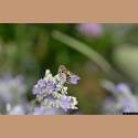 DSC_9226a.jpg 2.5K