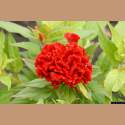 DSC_9242a.jpg 3.2K
