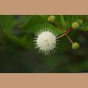 DSC_3964b.jpg   57.4K