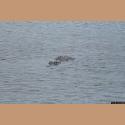 DSC_3966b.jpg   90.3K