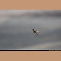 DSC_9295.JPG   85.8K