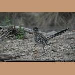 DSC_0573.JPG   174.3K