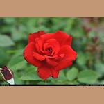 DSC_4616.JPG   115.5K