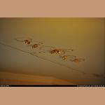 DSC_2793.jpg   97.7K