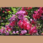 DSC_3505.jpg   260.3K