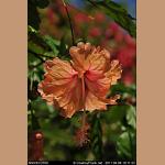 DSC_3508.jpg   109.5K