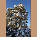 DSC_5286.jpg   171.3K