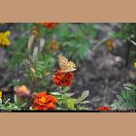 DSC_9078.jpg   145.7K