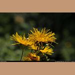 DSC_9106.jpg   134.5K
