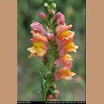 DSC_9119.jpg   102.8K