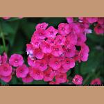 DSC_9134.jpg   137.5K