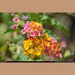 DSC_5805.JPG   140.7K