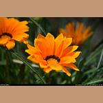 DSC_5809.JPG   136.7K