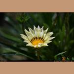 DSC_5810.JPG   123.6K