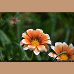 DSC_5811.JPG   127.9K